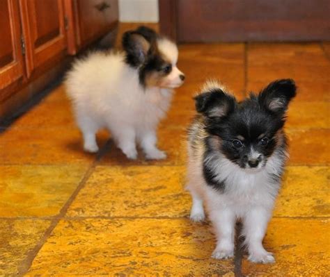 AKC "Stuart" Beagle. . Puppies for sale kansas city